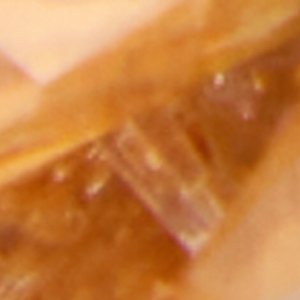 Petaline